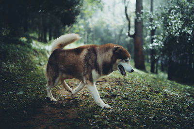 Side view of a dog in the forest