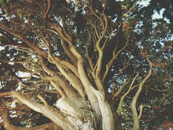 Low angle view of trees