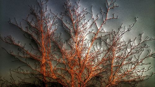 Bare trees against sky