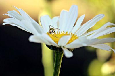 Close-up of insect pollinating white flower