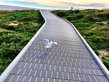 High angle view of seagull flying