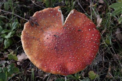 High angle view of fly agaric mushroom on field