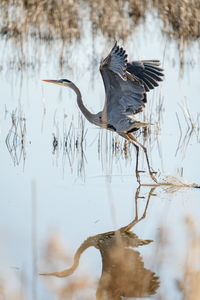 animal wildlife