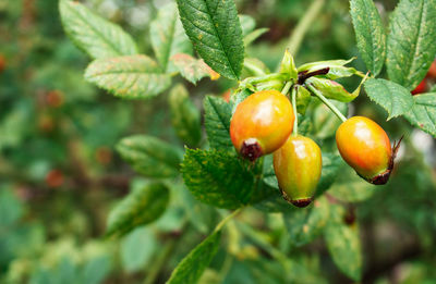 Close-up of fruits on tree