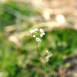 Close-up of white flowers