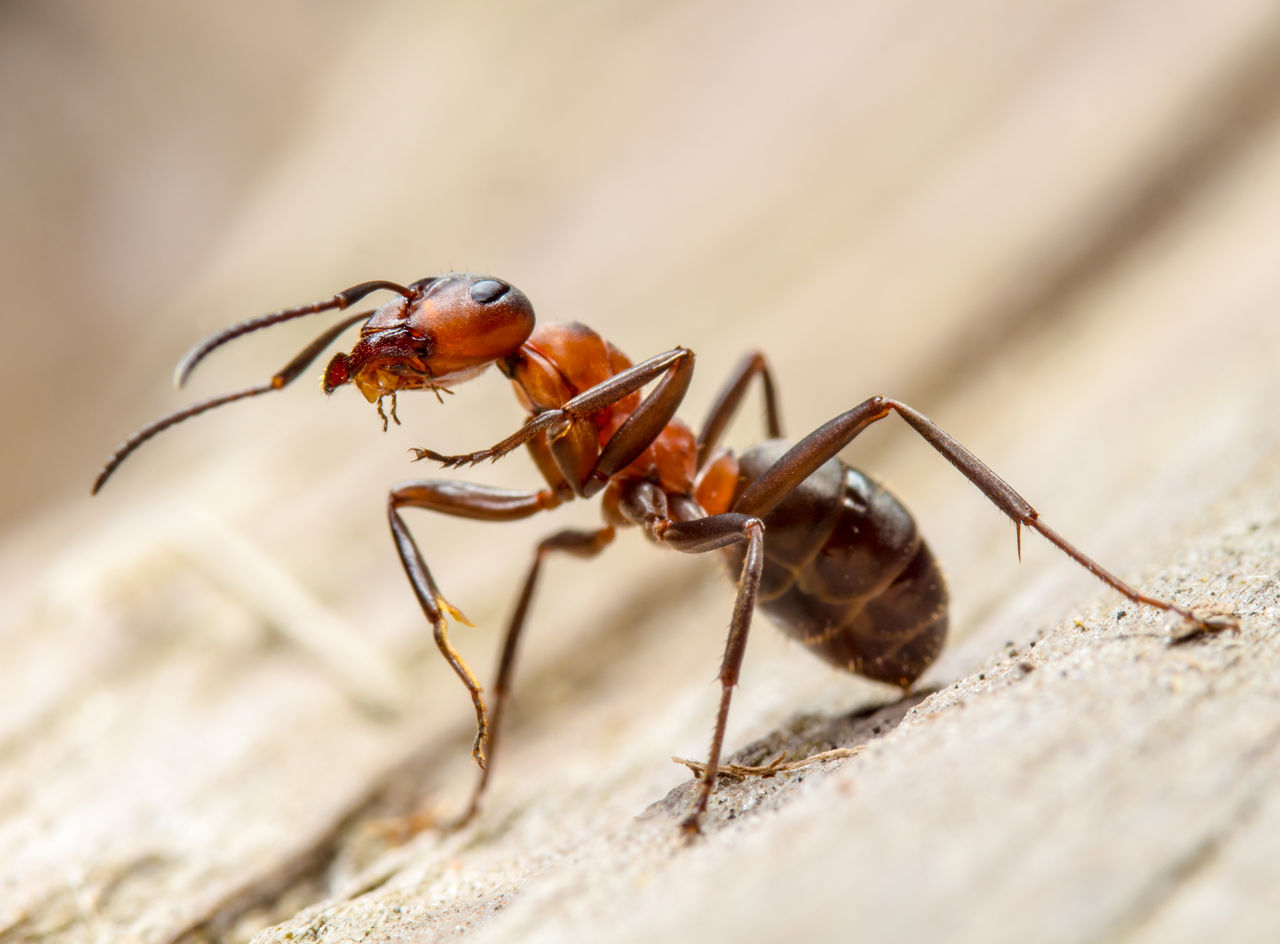 Southern wood ant