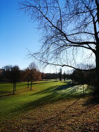 Trees on field against sky