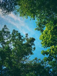 Low angle view of trees against sky