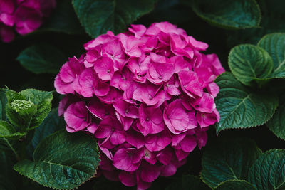 Close-up of pink hydrangea flowers