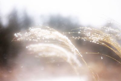 Close-up of bubbles in water