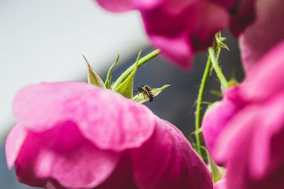 Close-up of insect on pink flower