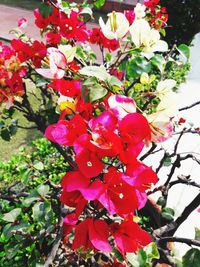 Close-up of red flowering plant