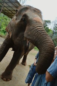 Full length of elephant in park