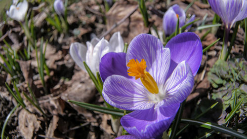 Close-up of purple crocus blooming on field