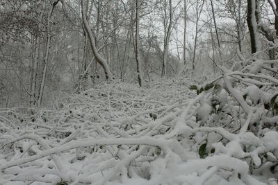 Trees in forest during winter