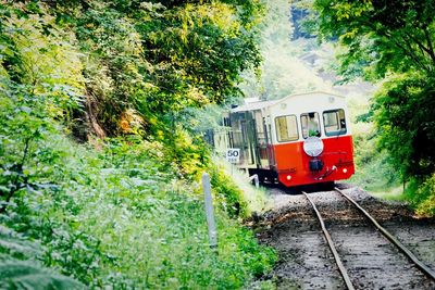 Train on railroad tracks by trees