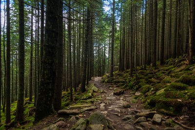 Pine trees in forest