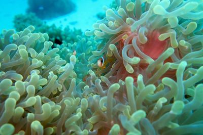 Fish and sea anemone in sea