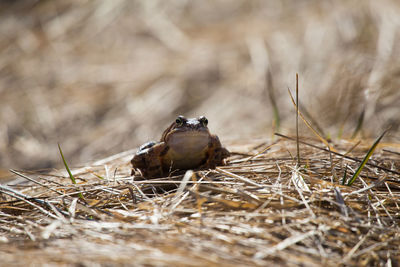 Frog on plants