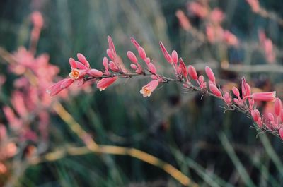 Close-up of pink flowering plant