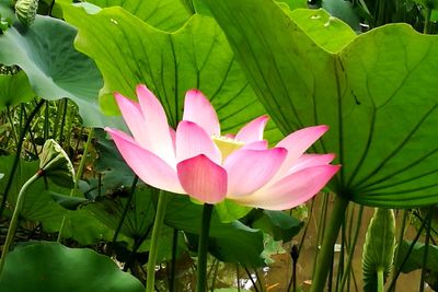 Close-up of pink lotus water lily