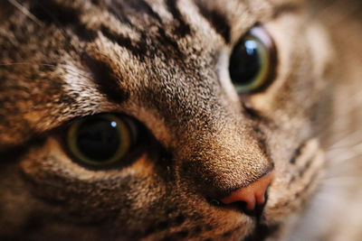 Close-up portrait of a cat