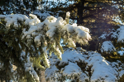 Close-up of snow