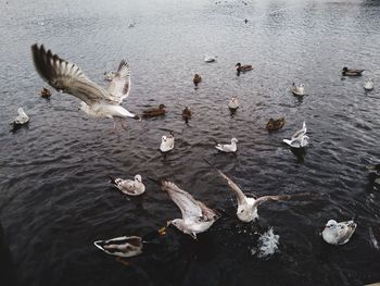 High angle view of seagulls in lake