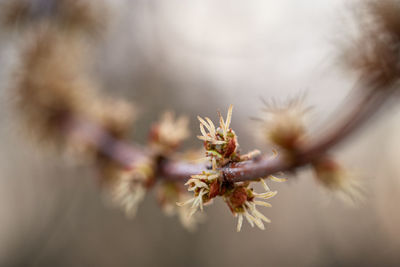 Close-up of cherry blossom on tree