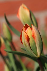 Close-up of red tulip