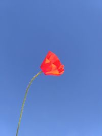 Low angle view of red poppy against blue sky