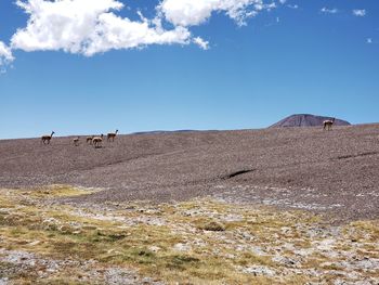 Mammals on landscape against sky