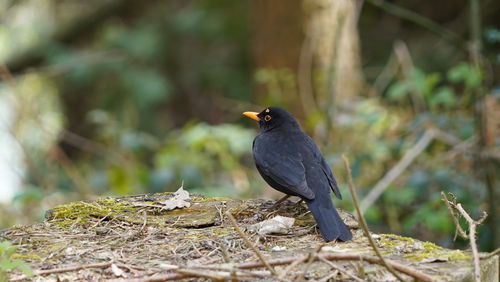 Close-up of bird perching on a plant