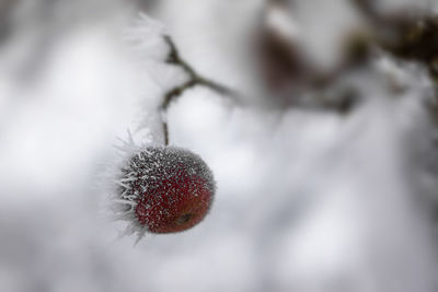 Close-up of frozen tree