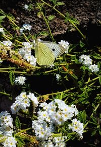 Close-up of butterfly on white flower