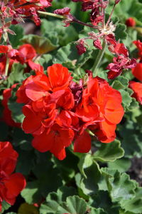 Close-up of red flowers blooming outdoors