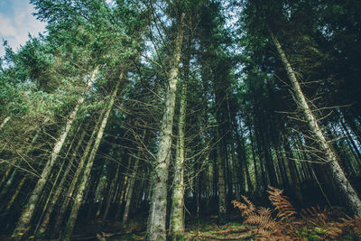 Low angle view of trees in forest