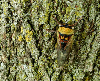 Close-up of dragon hanging on tree trunk in cave