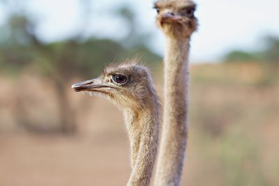 Two ostriches side by side