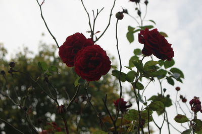 Close-up of red rose blooming against sky