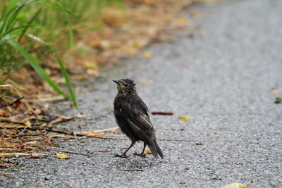 Black bird on a field