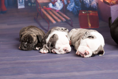 Close-up of english bulldog puppies sleeping on christmas backdrop