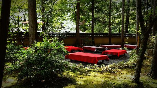 Chairs and trees in park