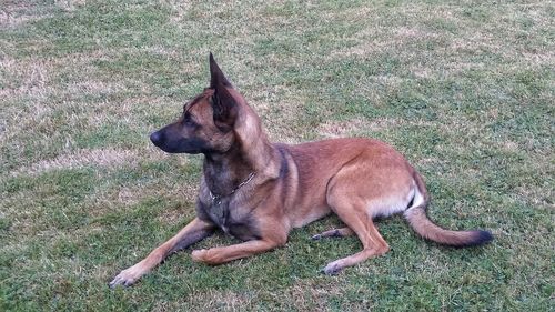 Dog looking away on field