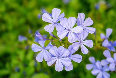 Close-up of purple flowering plant