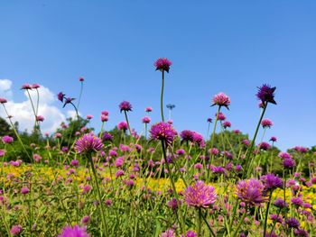 Close-up of pink flowering plants on field against clear sky