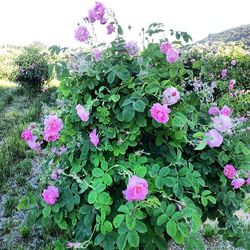 Close-up of pink flowers blooming in park