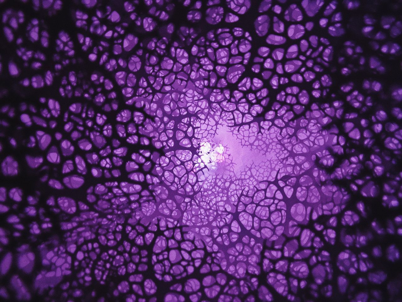 purple, luminosity, pattern, full frame, textured, abstract, no people, backgrounds, illuminated, close-up, science, technology, defocused, futuristic, galaxy