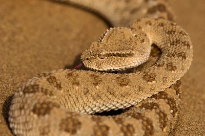 Close-up of snake