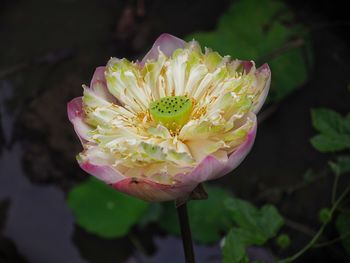 Close-up of pink water lily